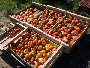 Tomates de Benoît Deloffre