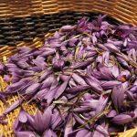 Panier de Crocus sativus, Le safran des Ardennes