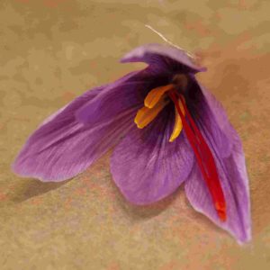 Le Crocus sativus !