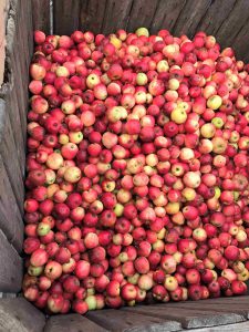 Des pommes, des pommes...