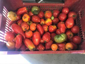 Tomates gorgées de soleil