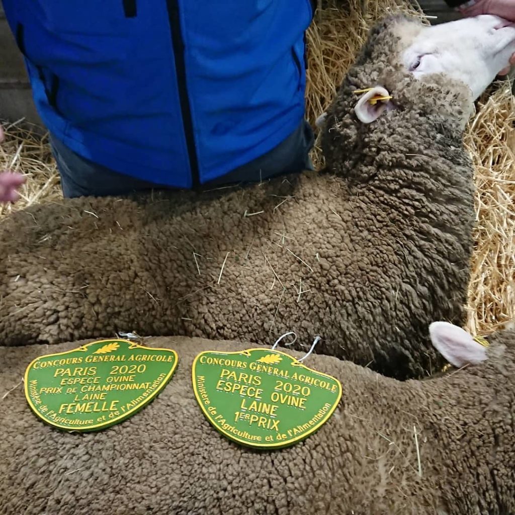 Leurs moutons, primés au Concours Général Agricole 2020