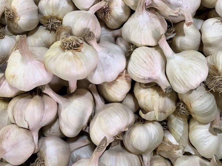 CAILLOT, des échalotes grises, oignons et ail pour les grands chefs — free download