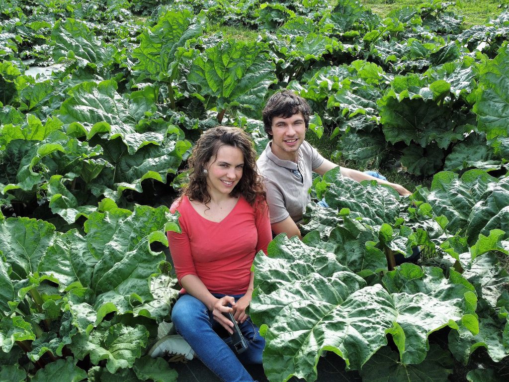 Chanael LENOIR et Rémi DUPONT, heureux dans leur champ de rhubarbe !