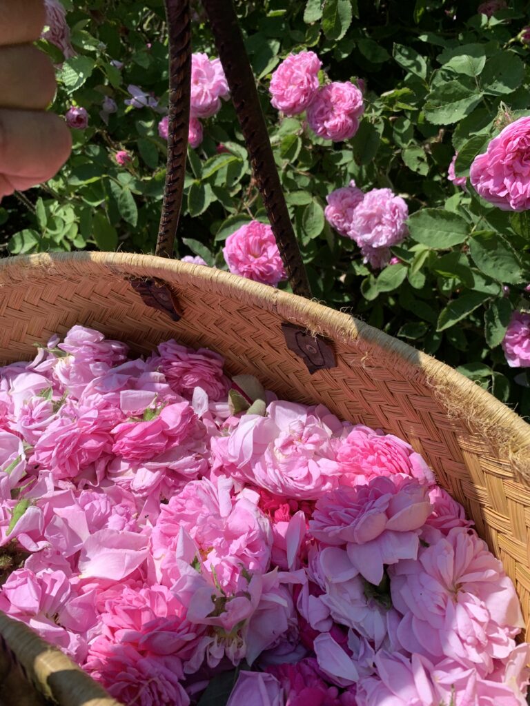 Cueillette de roses anciennes