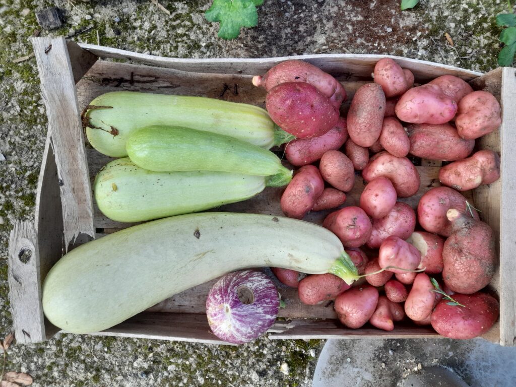 Le Clos Maryse, courgettes et pommes de terre