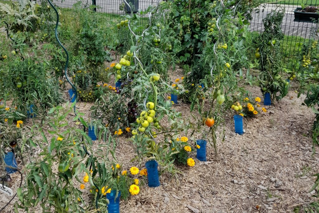 Tomates, fleurs, Clos Maryse