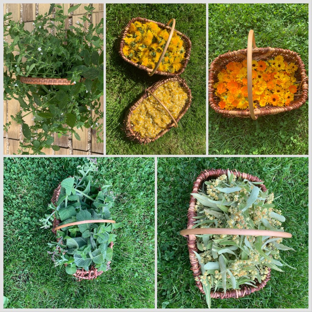Cueillette de fleurs et d'herbes aromatiques pour les confitures