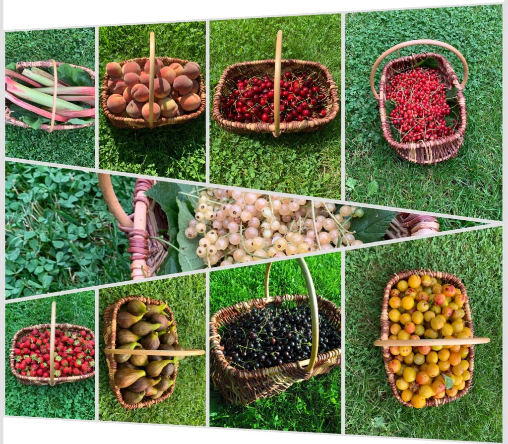 Cueillette des fruits Gônelle à Suc'