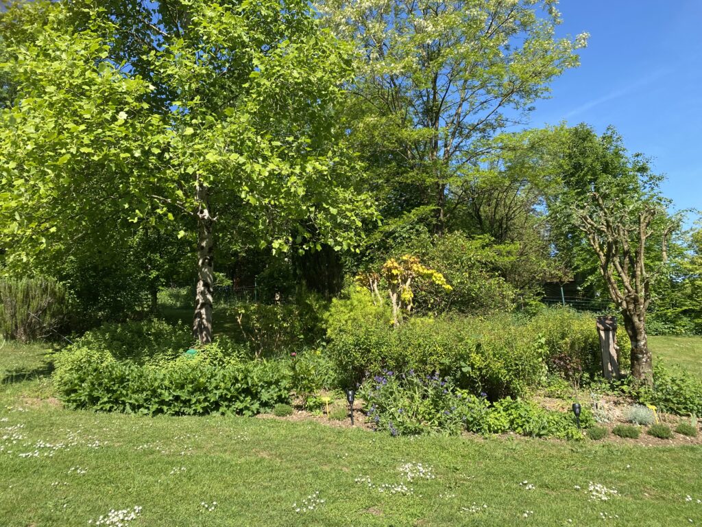 Le jardin de Carine