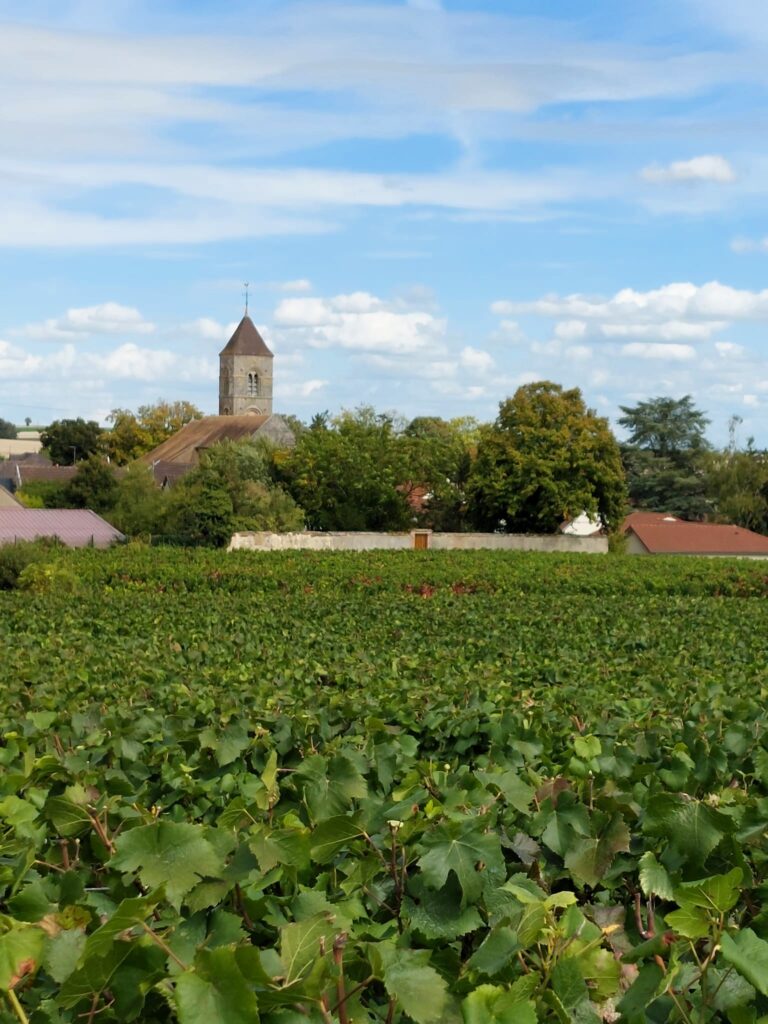 Le village d'Ambonnay et ses vignes