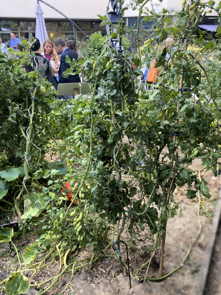 Pieds de tomates