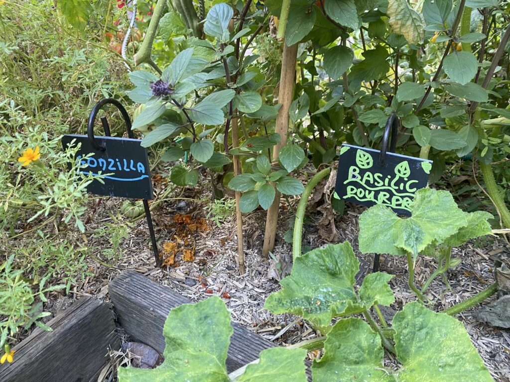 Plantes aromatiques potagères