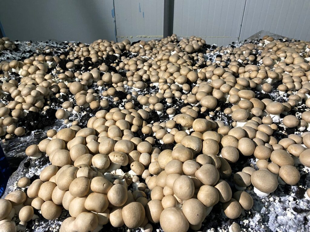 Champignons de Paris bruns, Les Saveurs d'Ecly
