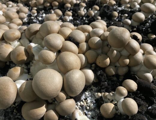 Champignons de Paris bruns, Les Saveurs d'Ecly