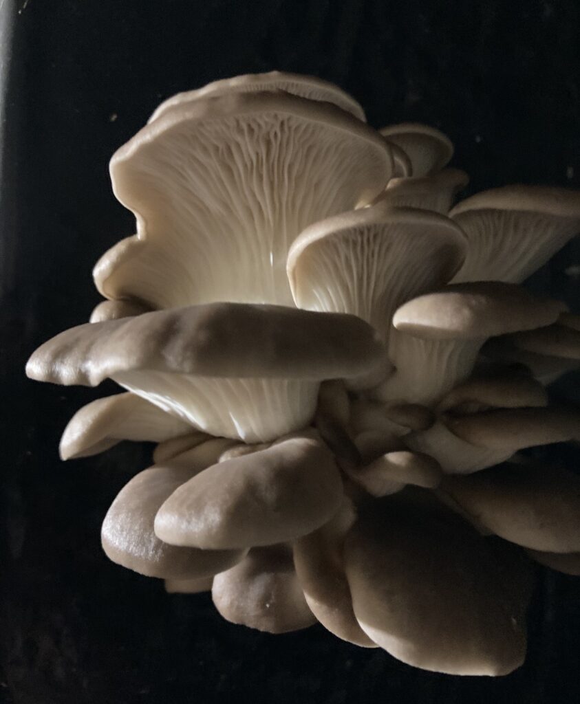 Les pleurotes de Saveurs d'Ecly