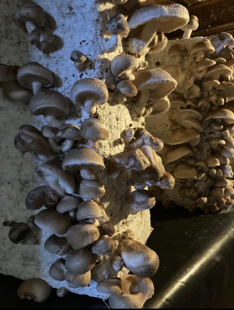 Les shiitakés de Saveurs d'Ecly