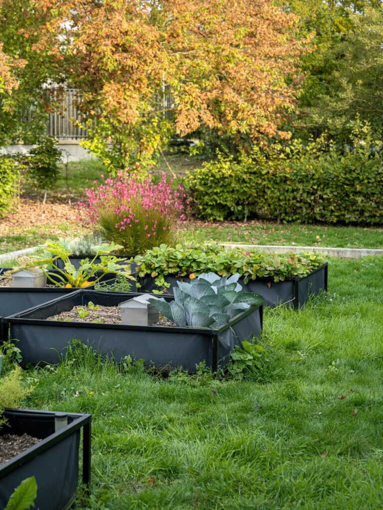 Entretien des bacs du potager