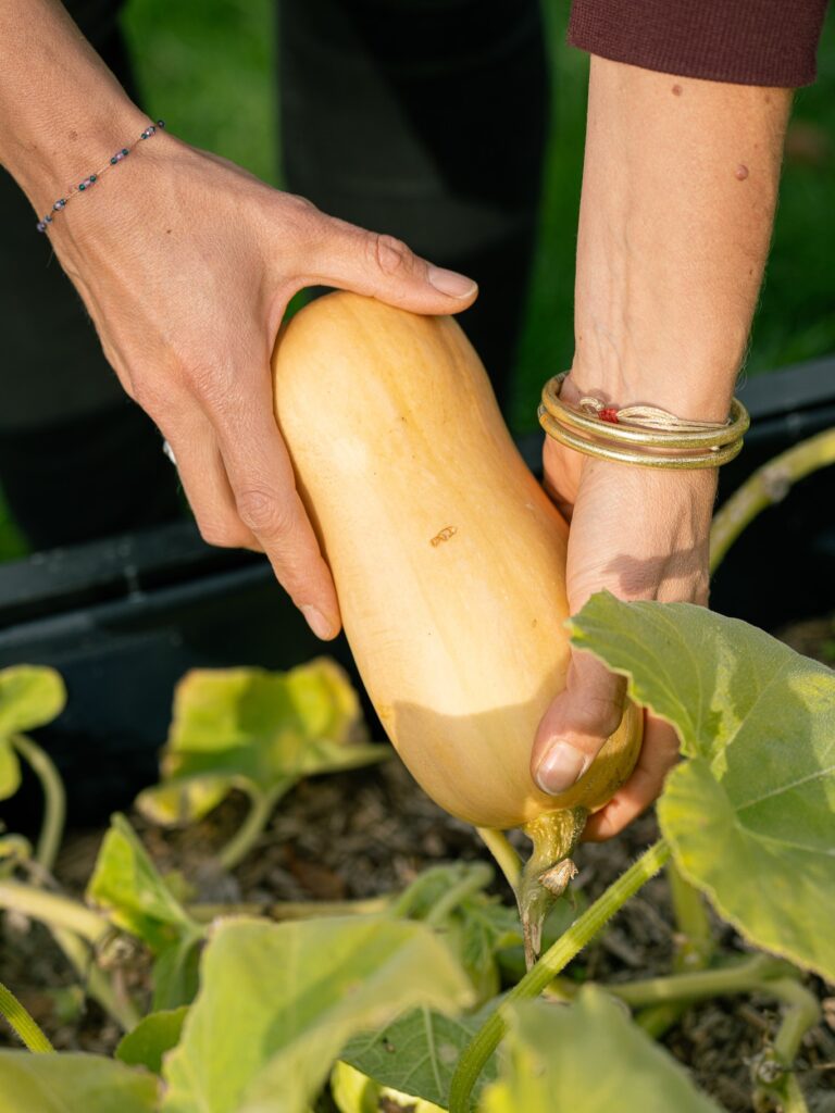 Récolte dans le potager