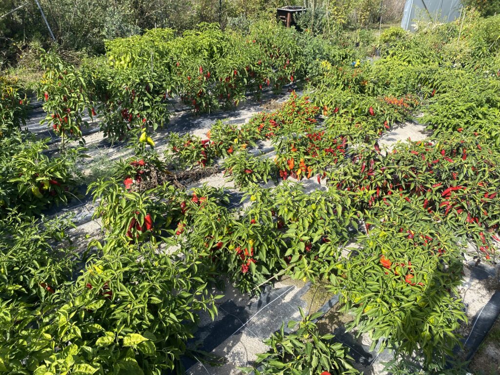 Champ de piments Inferno Peppers