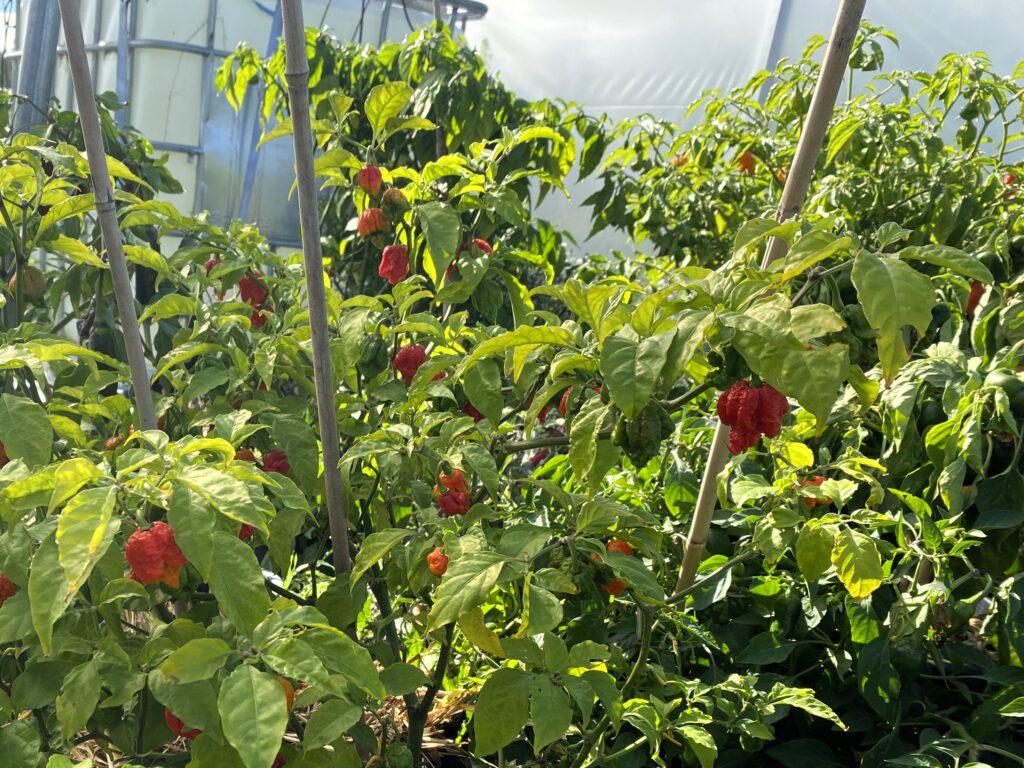 Le piment Carolina Reaper est le plus fort au monde