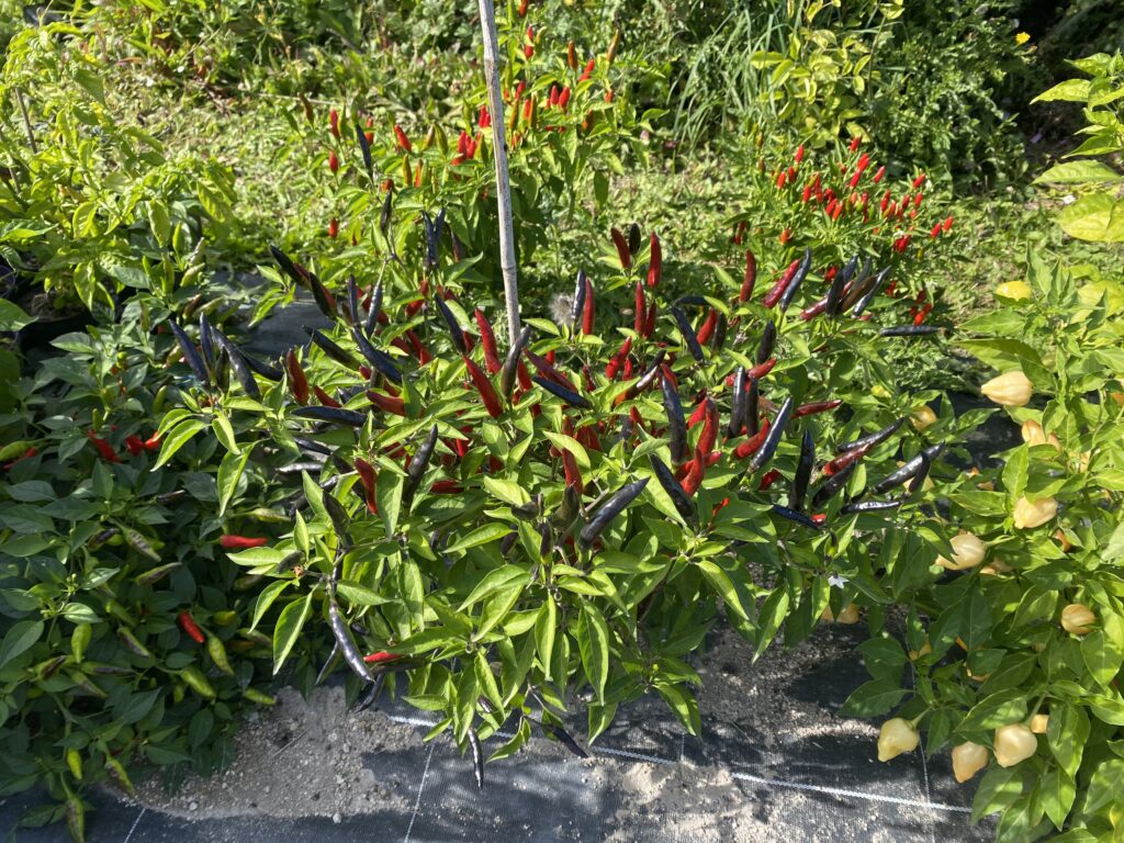 Piment Murasaki, Inferno Peppers