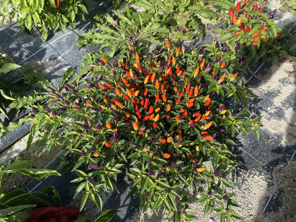 Niveau torride quant à sa force, le piment Numex Twilight est aussi une belle variété ornementale