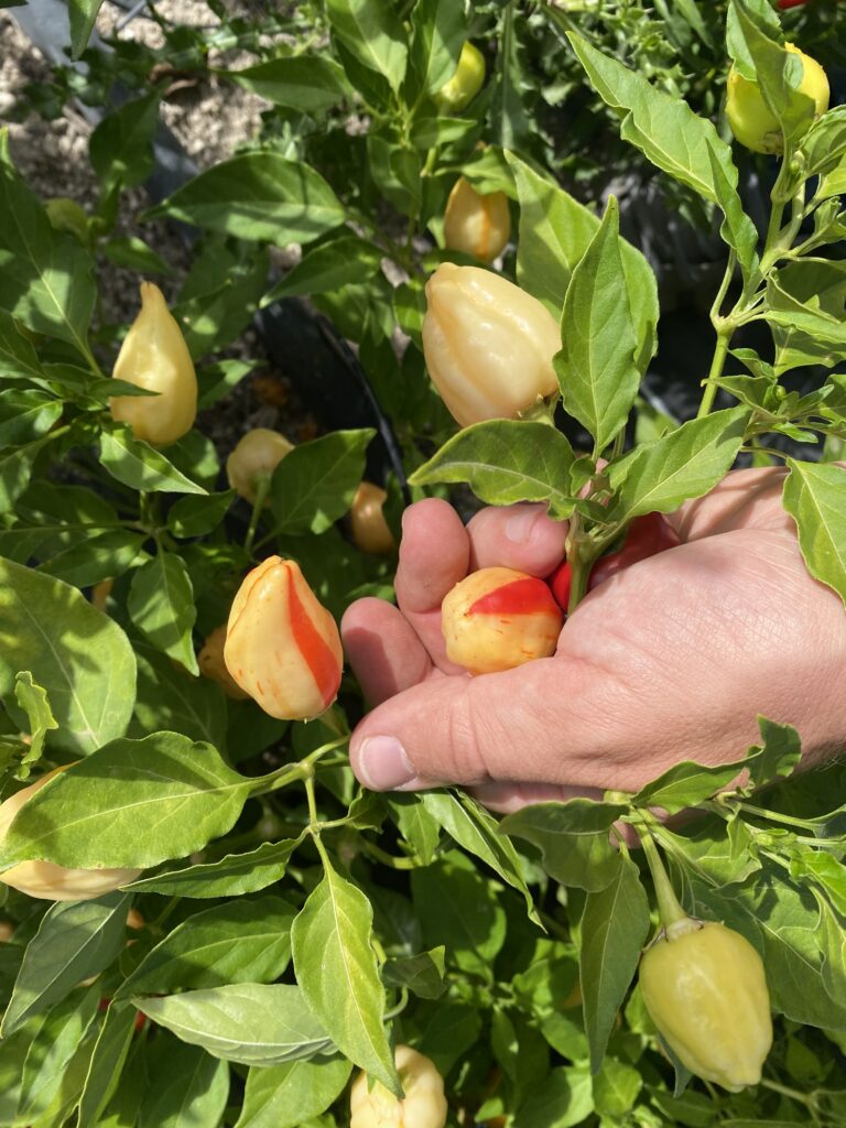 Piment Peppapeach, Inferno Peppers, Stéphane Bour