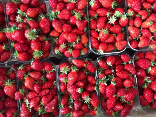 Les fraises… il n'y a plus qu'à les déguster !