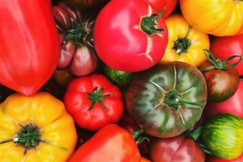 Vivement la saison des tomates !